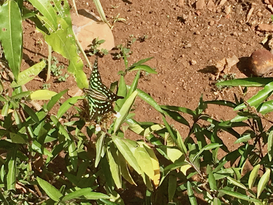 Graphium agamemnon butterfly, Mumbai 05 2019